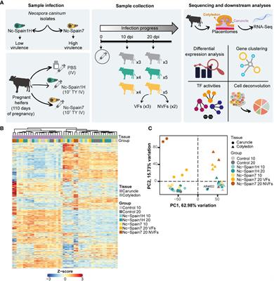 Whole-transcriptome analysis reveals virulence-specific pathogen−host interactions at the placenta in bovine neosporosis